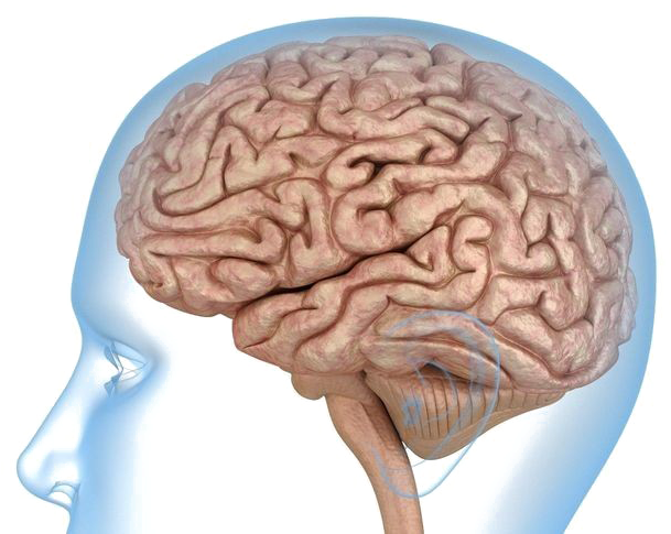 Brain Transparent Images - Human Brain 3d Model (645x500)