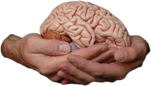 How Your Brain Works - Does Your Brain Look Like (500x286)