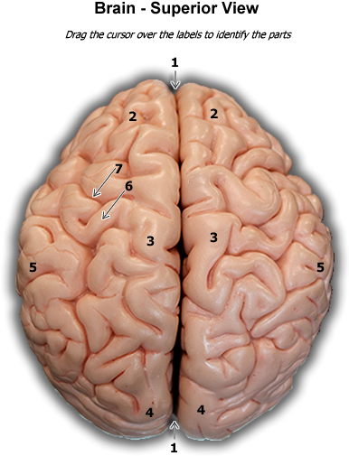 Superior View Of Human Brain (600x575)