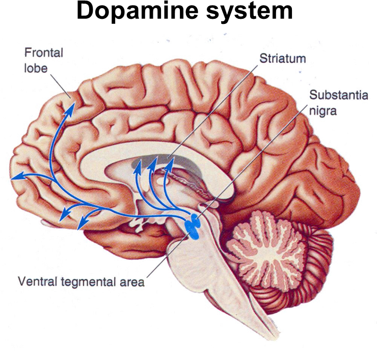 The Salience - Substantia Nigra And Ventral Tegmental Area (740x718)
