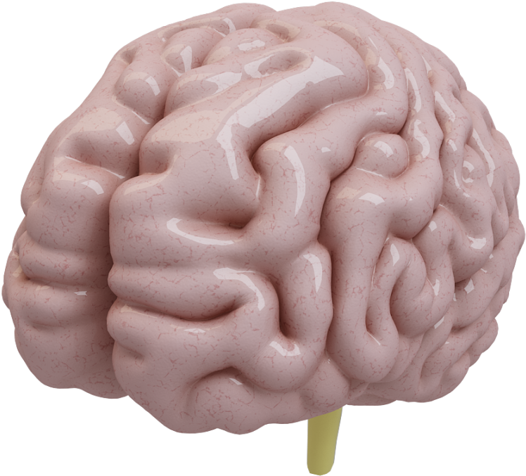 Human Brain 3d Model - Brain 3d Model Png (920x920)