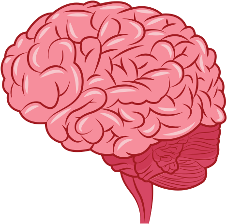 Human Brain Icon - Мозг Орган (550x550)