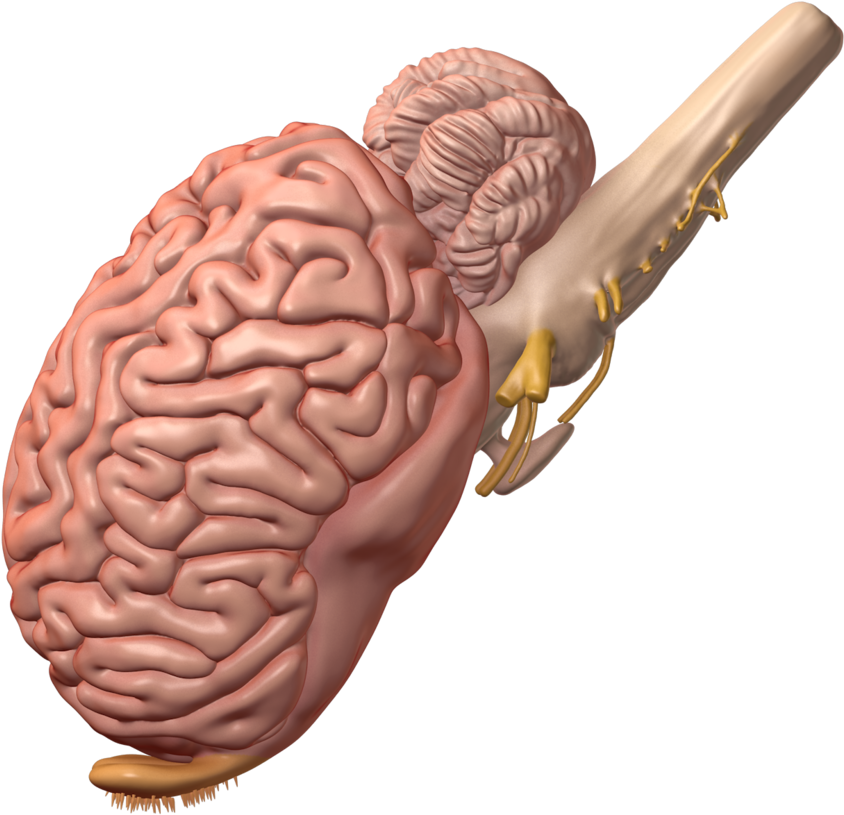 Equine Brain - Equine Brain (993x930)