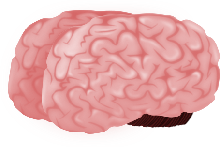 Cartoon Brain 3/4 View - Brain (455x304)