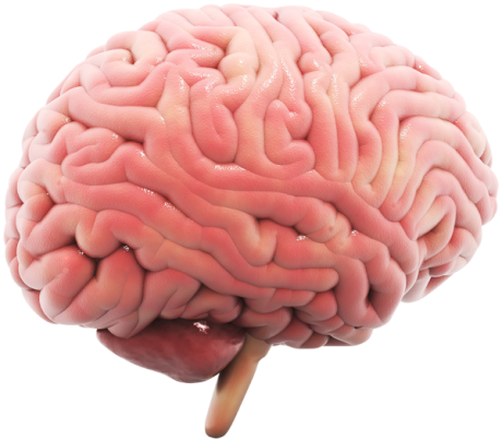 We Work With State Of The Art Technology - Brain (460x403)