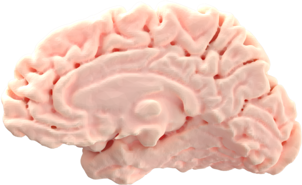 Brain (as Food) (960x442)
