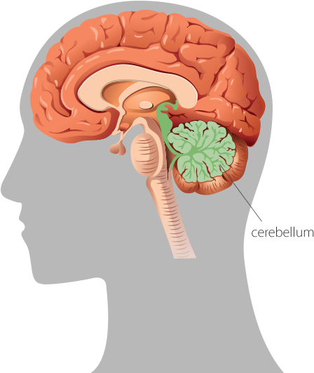 A Graphic Representation Of The Human Brain In Profile - Brain Sense Of Balance (460x539)