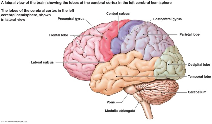 Brain Png Free Download - Nervous System Diagram Brain (700x411)