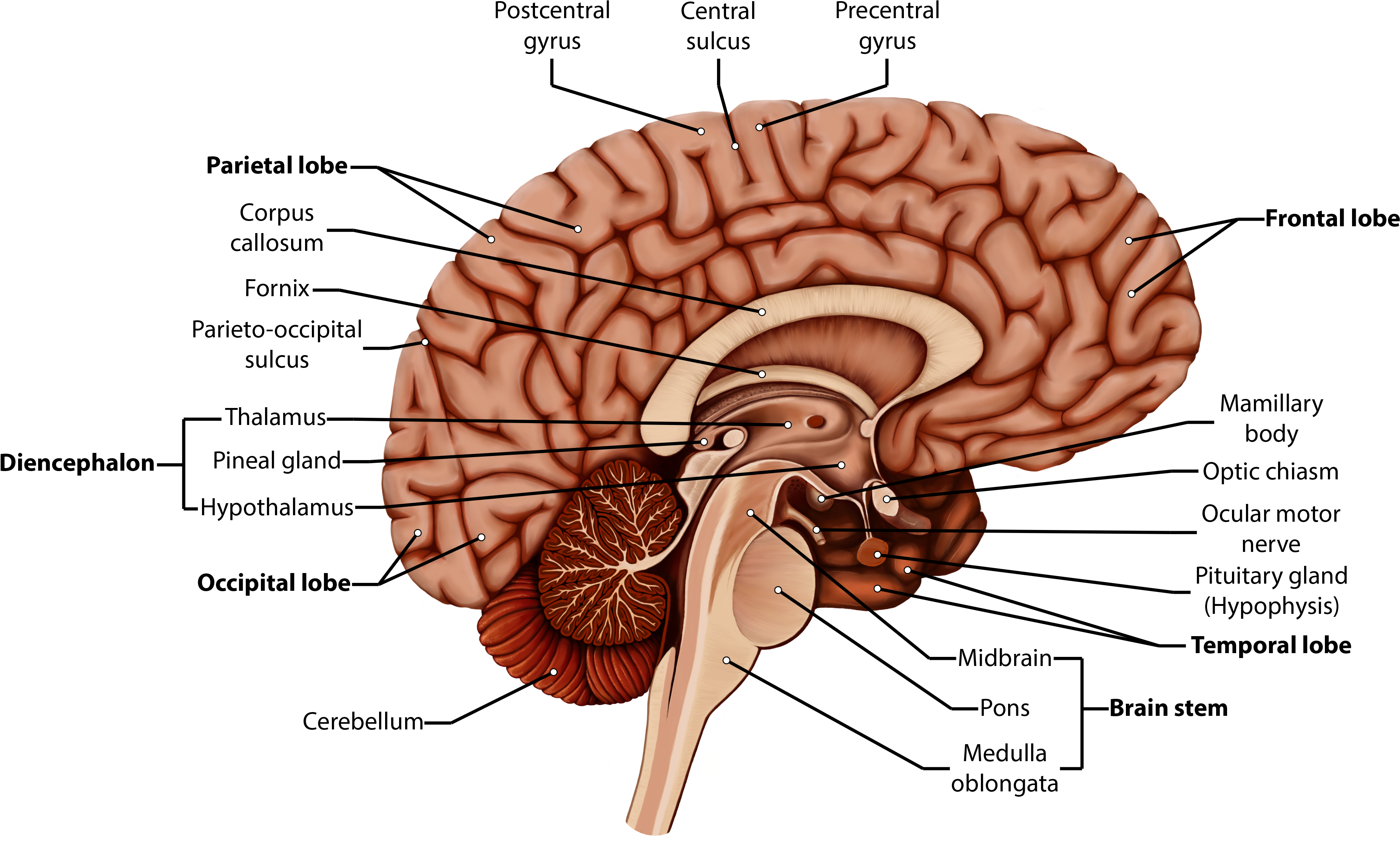 Organism Brain Human Behavior Homo Sapiens - Organism Brain Human Behavior Homo Sapiens (3800x2271)
