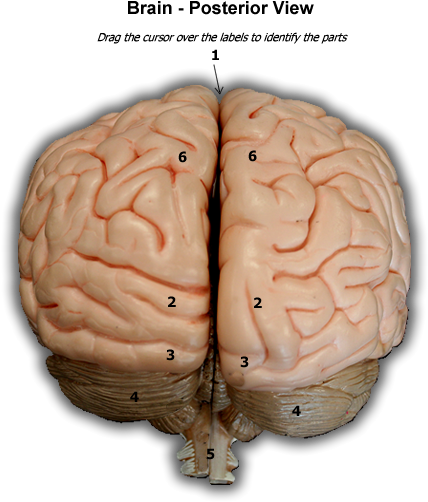 Human Brain Posterior View (600x575)