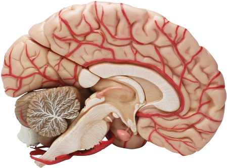 Ecuador - Cells Of The Nervous System (455x341)