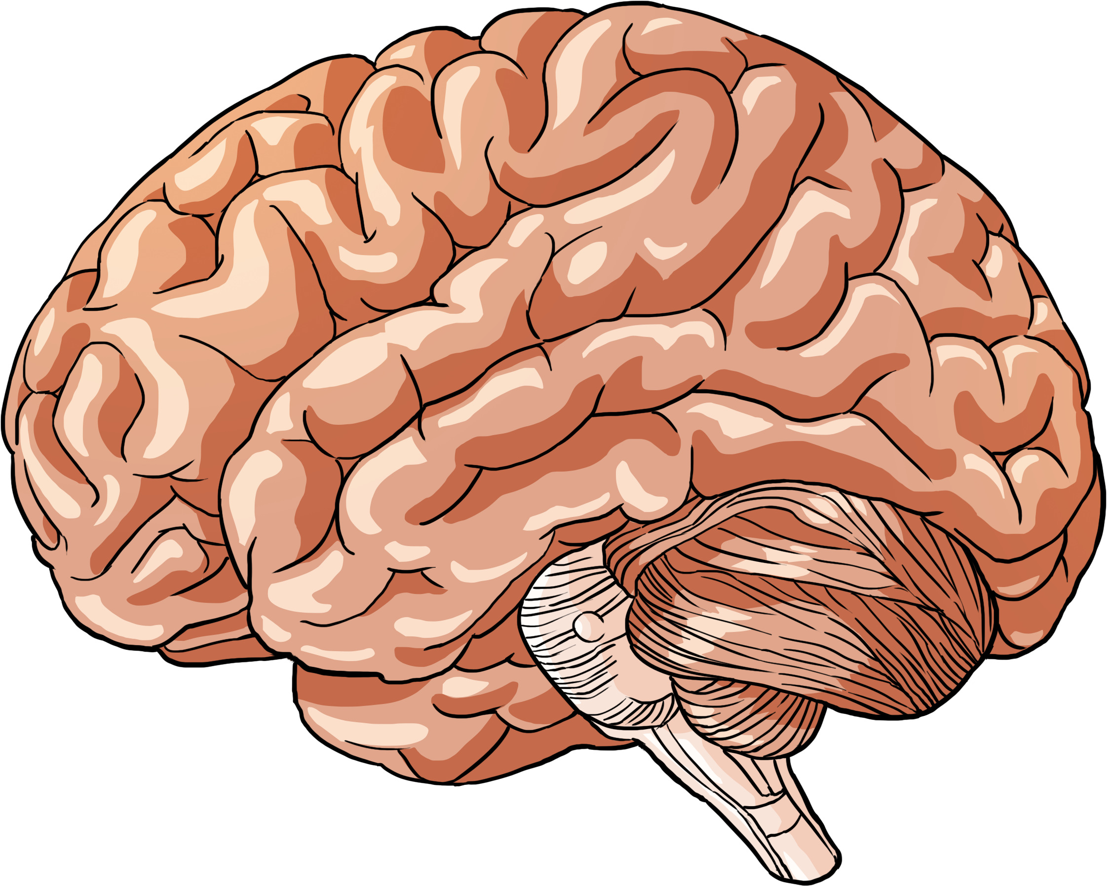 Brain download. Мозг рисунок. Мозг нарисованный.