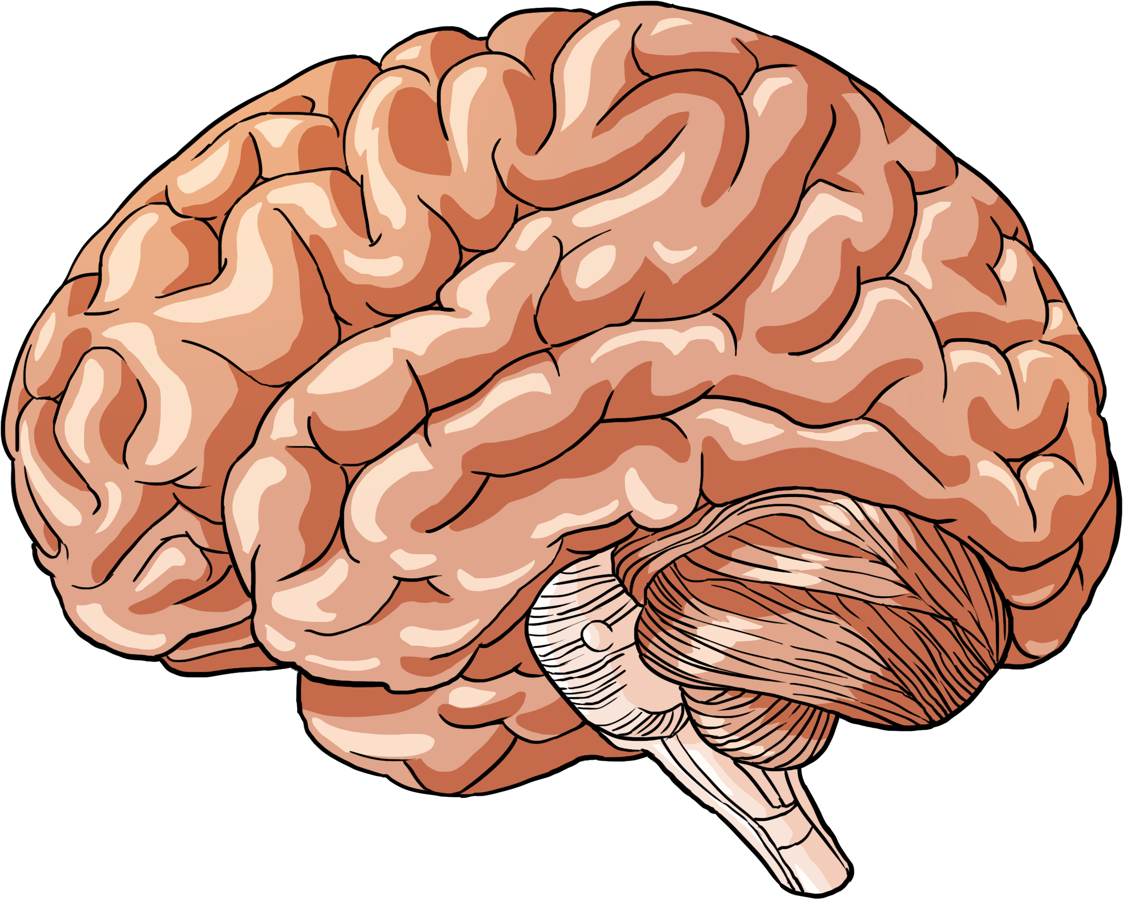 Brain n. Мозг рисунок. Мозг нарисованный.
