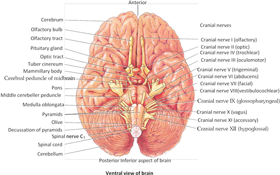In Man And Some Other Mammals, Most Fibres Of Optic - Cranial Nerves Of Mammals (559x355)