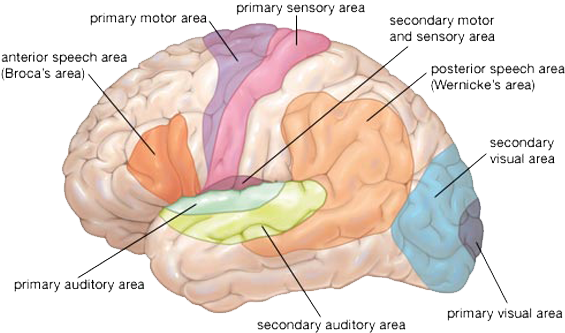 Motor Areas - Broca Area Of Brain (576x346)