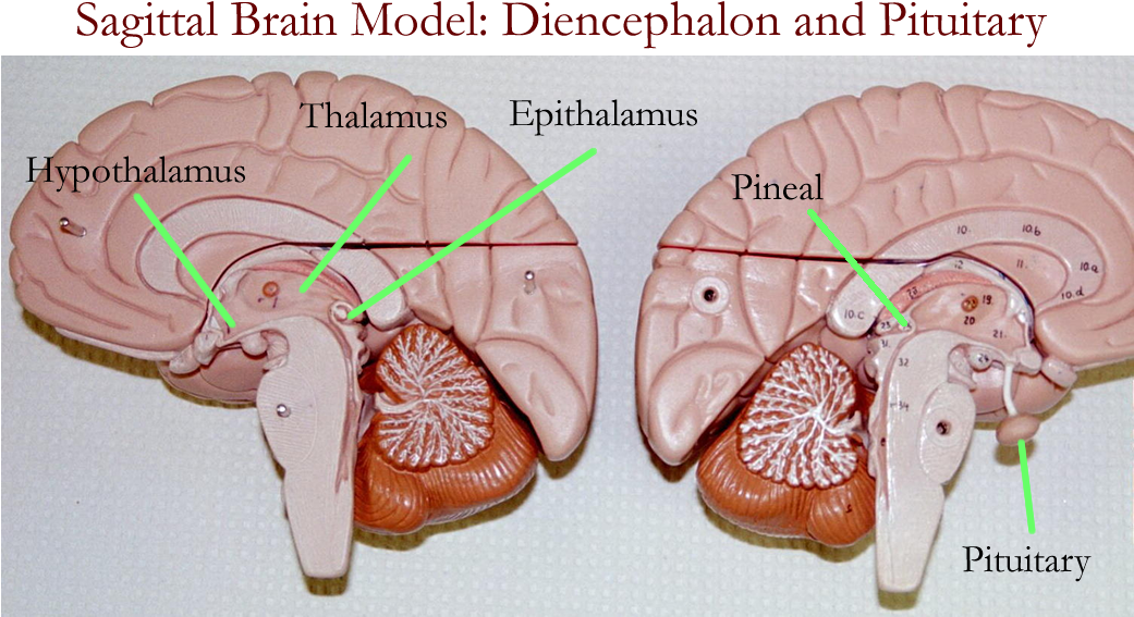 Biology 2404 A&p Basics - Brain Model Labeled 3d (1100x600)