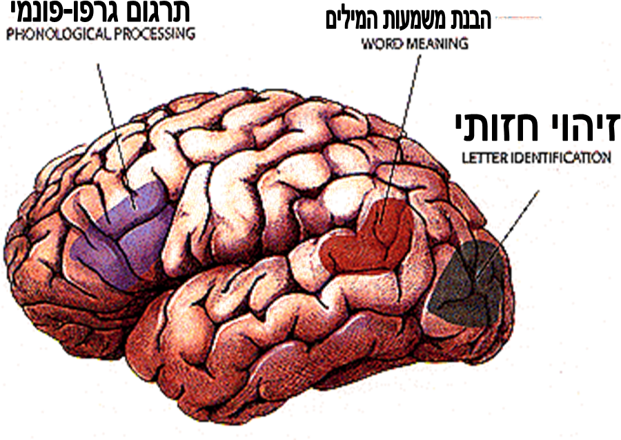 תמונת המוח של איזורים האחראים על הקריאה - Word Reading Brain Activation (900x638)