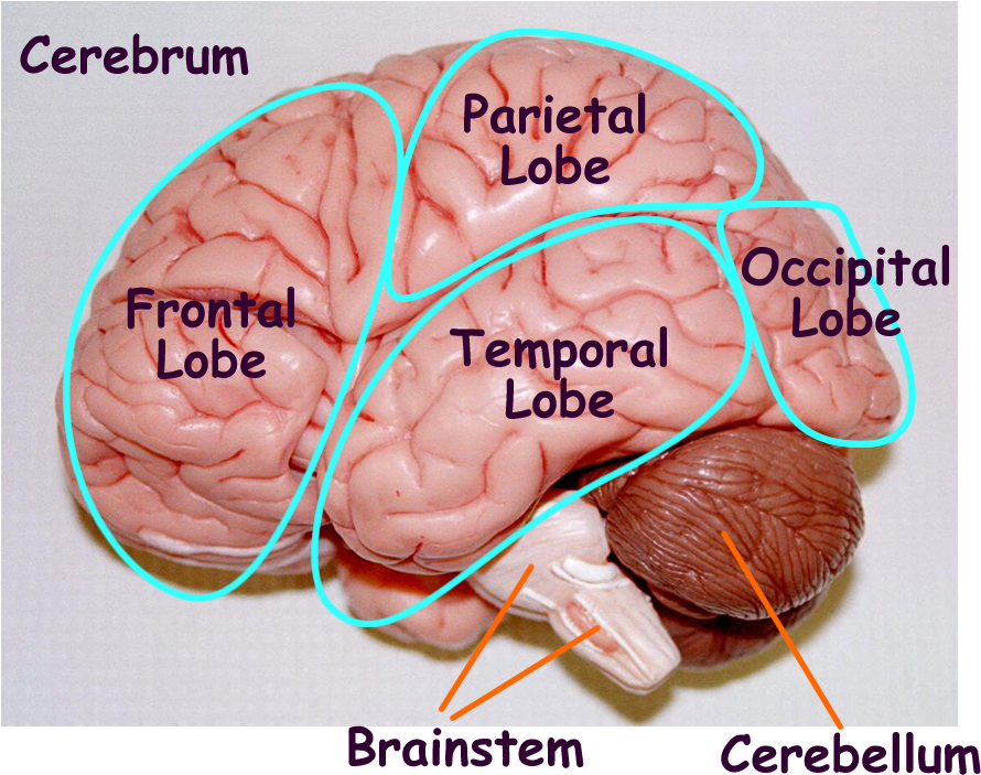 Image Result For Brain Cut In Half Labeled Model - Parts Of The Brain Model (1000x800)
