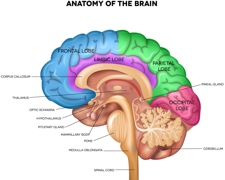 Brain Png Pic - Brain Thalamus (1000x770)