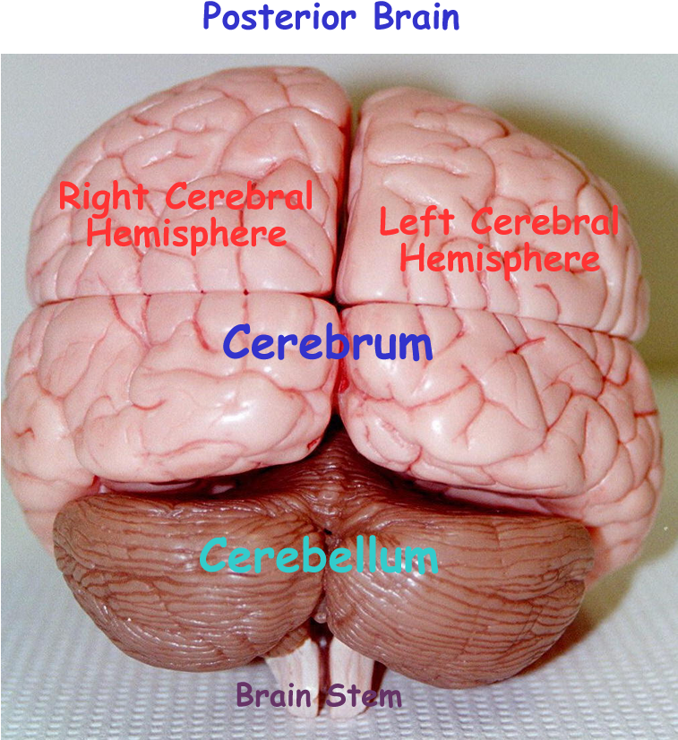 Sagittal Cut Brain Latex Model - Parts Of A Brain Model (900x900)