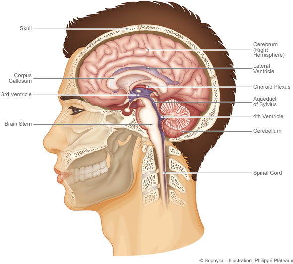 Hydrocephalus Treatment - Cerebrospinal Fluid (590x533)