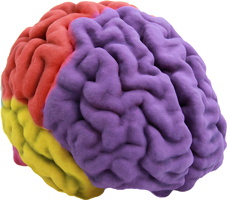 60100-brain Full - 3d Printed Brain Model (900x900)