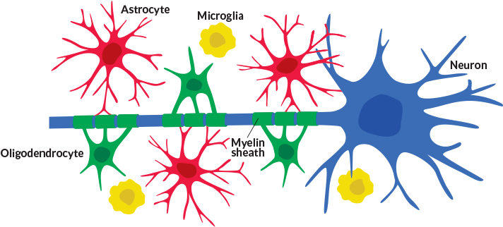 Brain Cells Called Glia May Be Center Stage When It - Neurons And Glial Cells (730x329)