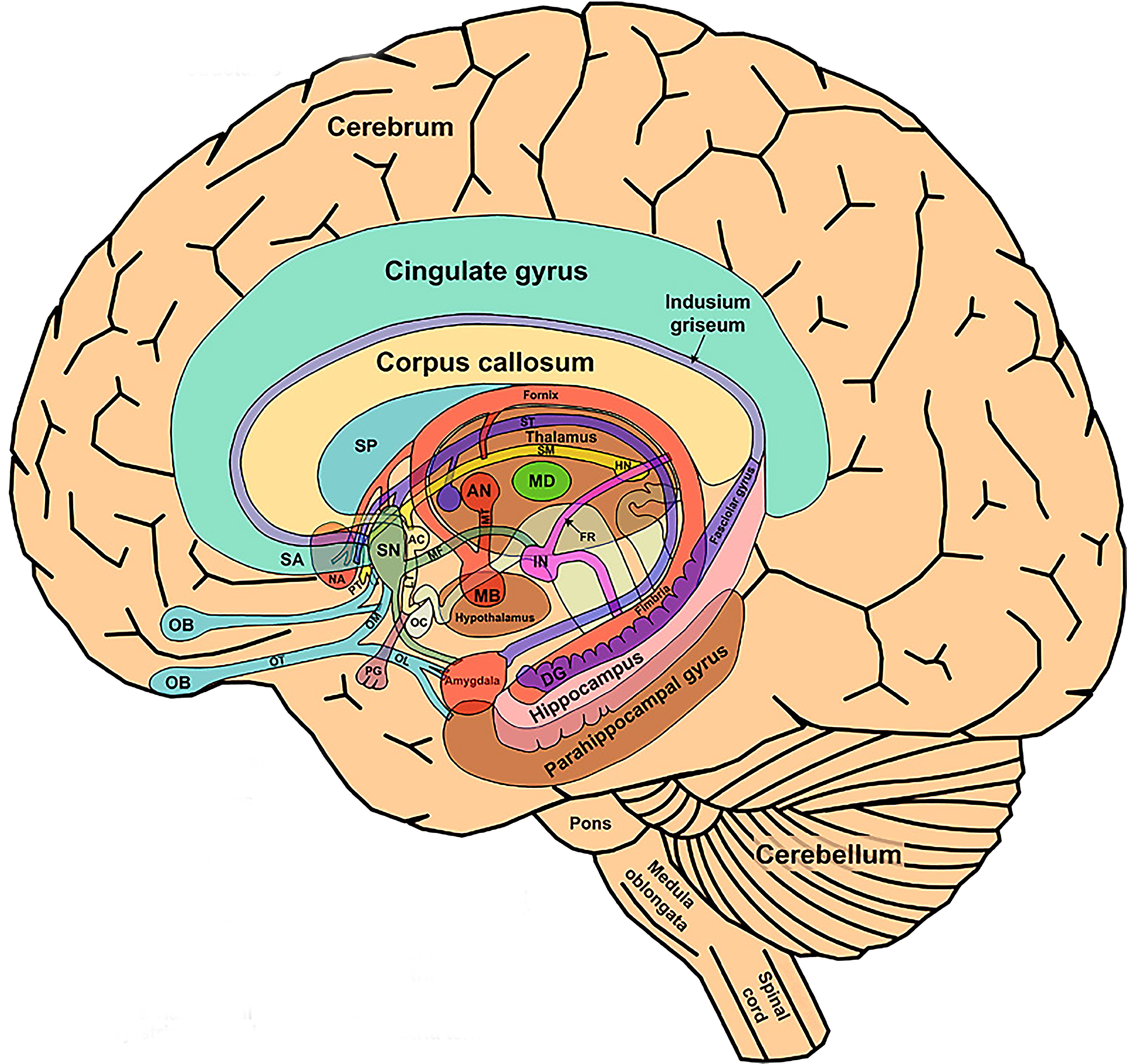 Ap Psychology - Basal Ganglia And Limbic System (2000x1888)