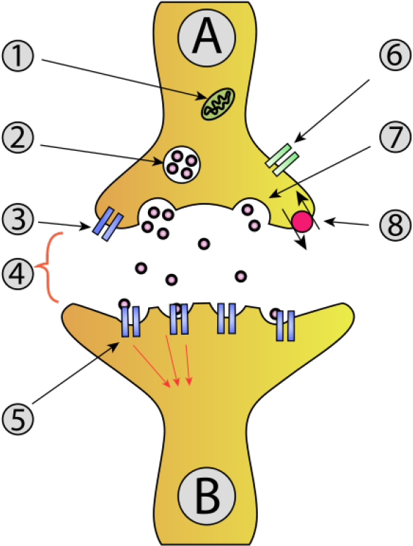 10 Unforgettable Facts About Your Memory - Anatomy Of A Synapse (640x807)