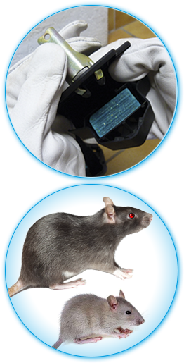 Anti Rats - Pestoff Ultrasonic Pest Repeller For Rats Mice Rodents (271x531)