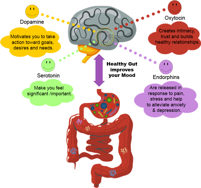 The Brain And The Gut - Diagram (1080x814)