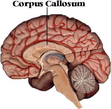 Ap Psychology On Twitter - Human Brain Corpus Callosum (399x386)
