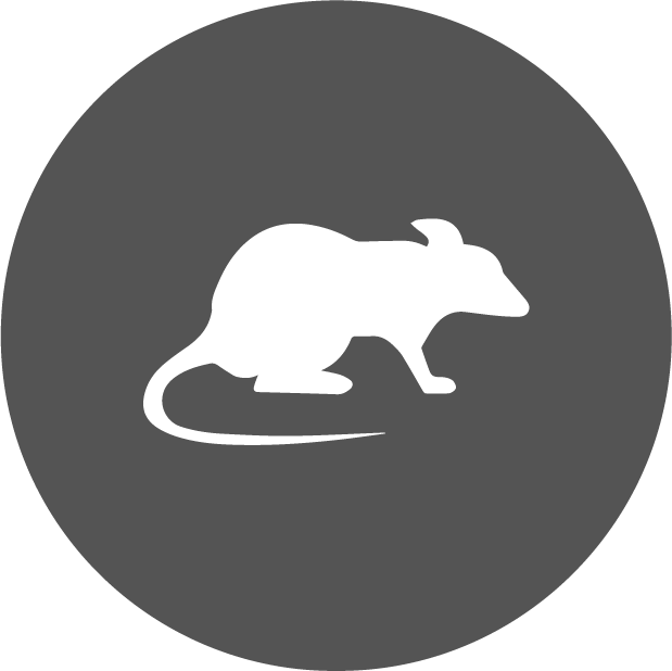 Un Rat-massis D'opportunités - Icon (619x618)