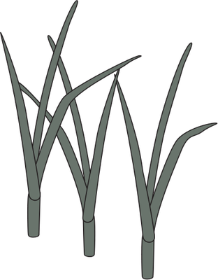 Ian Symbol Reeds - Wetland Symbol (312x400)