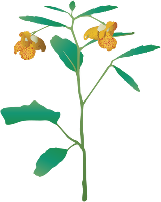 Ian Symbol Impatiens Capensis - Touch Me Not Plant Vector (320x400)
