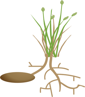 Ian Symbol Eleocharis Dulcis - Water Chestnut (352x400)