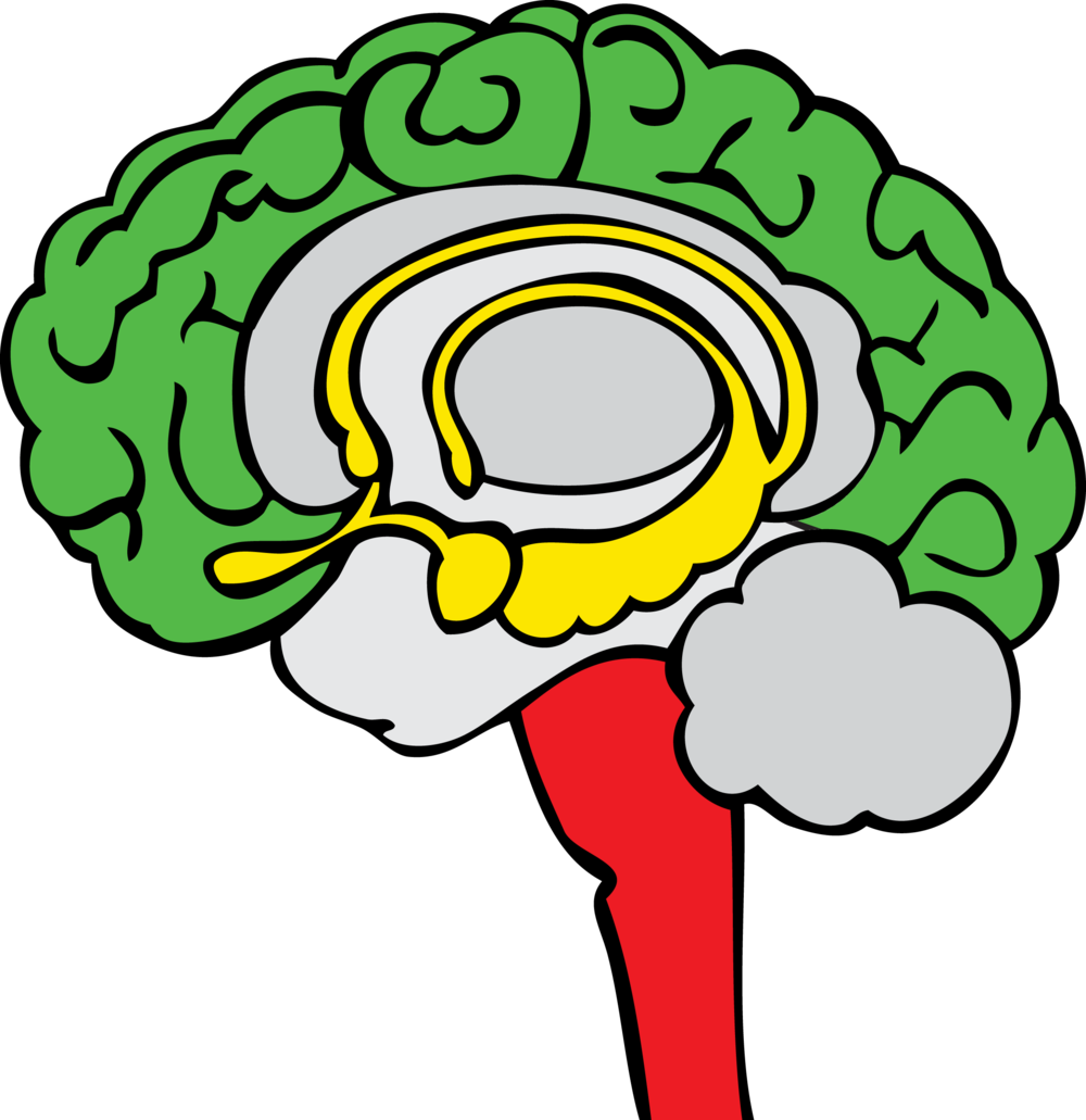 The Three Basic Regions Of The Brain - The Three Basic Regions Of The Brain (1000x1031)
