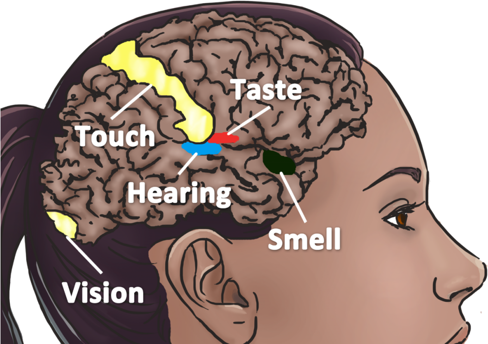 65 Best Synesthesia Images On Pinterest Psychology - Senses In The Brain (1024x754)