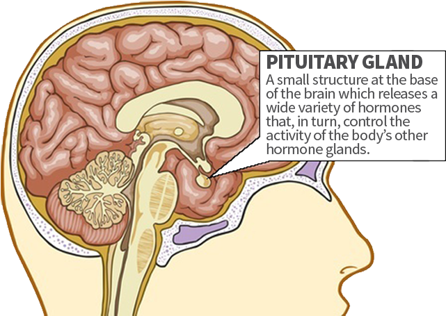 Limbic System Pituitary-gland - Smoking Effects On Brain (798x621)