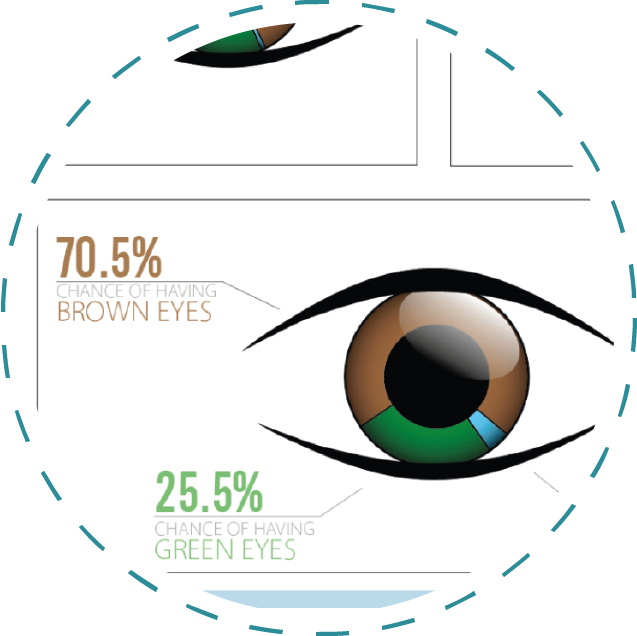 Chromo2 Blue Eyes Child Probability Calculator - Child (637x636)