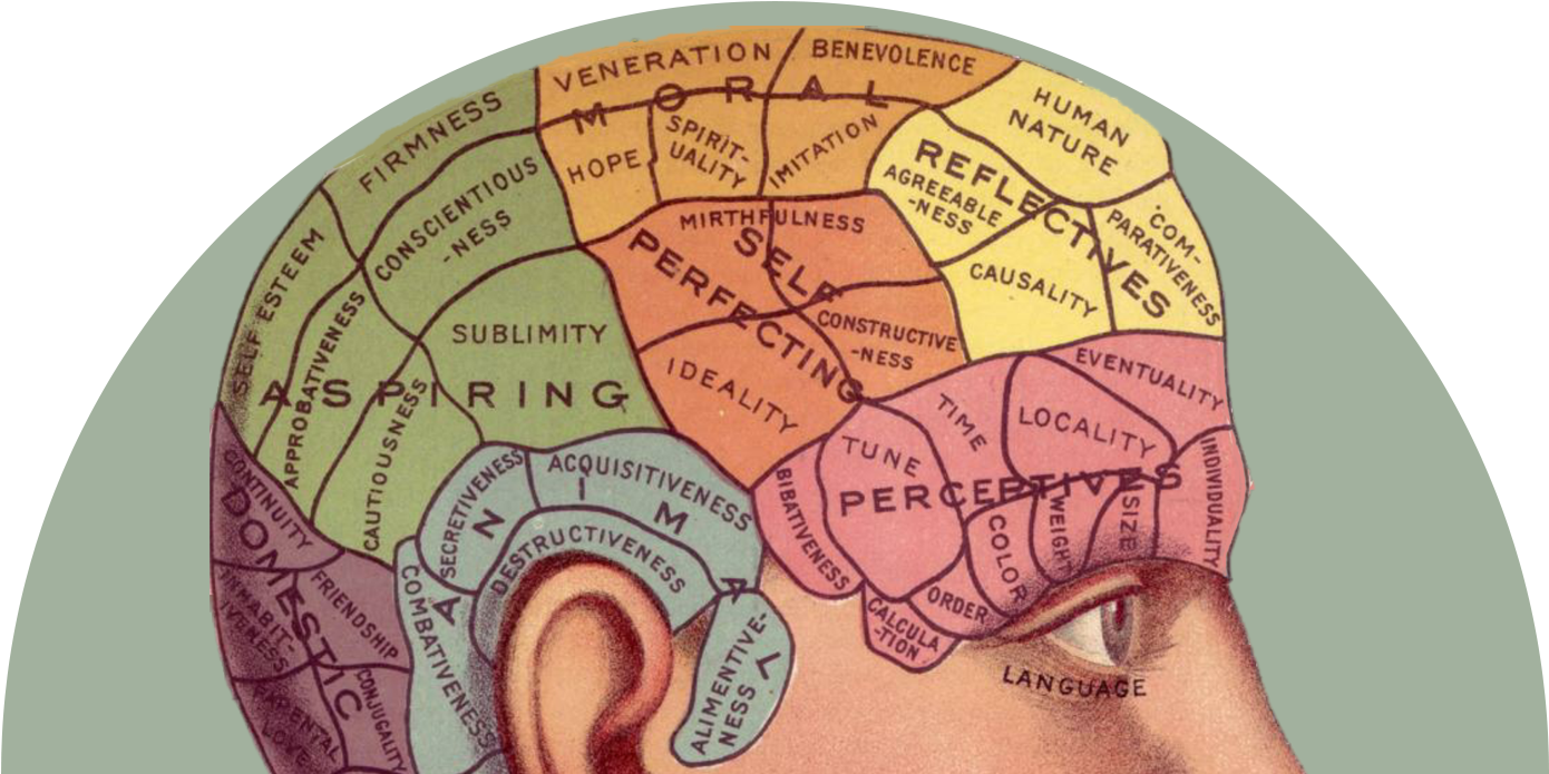 Phrenology [bust] Brain Human Head Psychology - Phrenology [bust] Brain Human Head Psychology (1500x700)