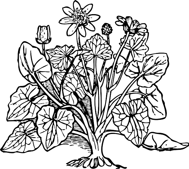 Celandine Outline, Plant, Nature, Lesser, Celandine - Coloring Picture Of Plants (640x574)