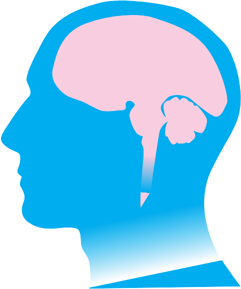 Medulla Is At The Very Base Of The Brain, About Even - Medulla Is At The Very Base Of The Brain, About Even (487x585)