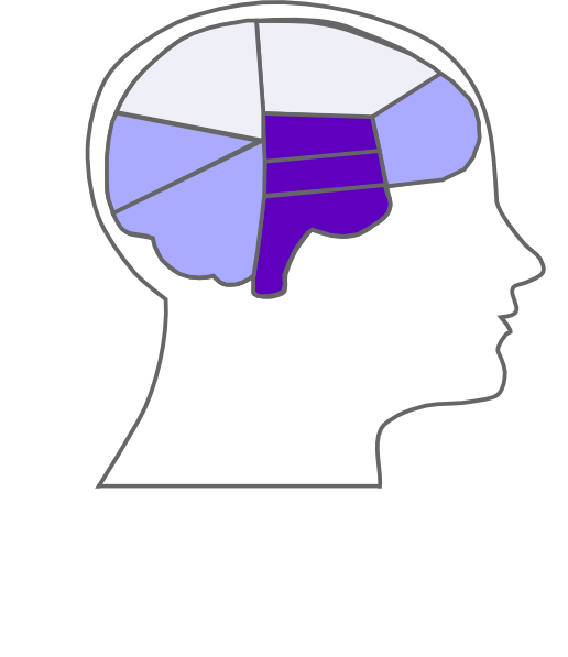 Brain (516x597)
