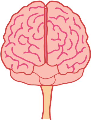 Brains Clipart Front - Brain Front View Png (356x518)
