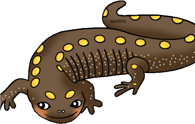 Salamander Clipart Spotted Salamander - Amphibians In Clip Art (640x480)