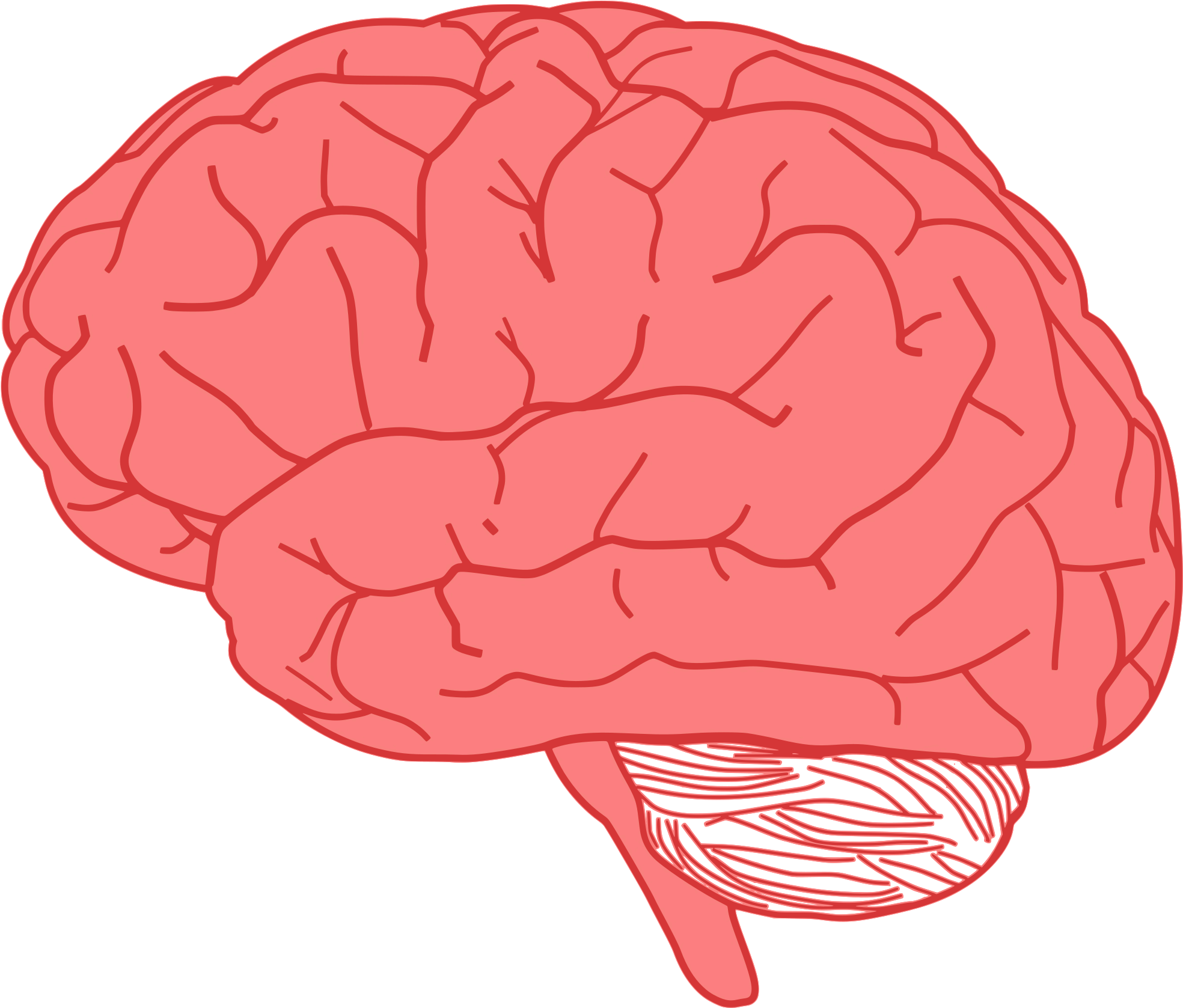 Изображение мозга человека. Векторный мозг.