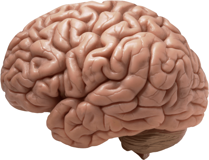 Pin Brain Clipart Transparent - Does Your Brain Look Like (990x622)