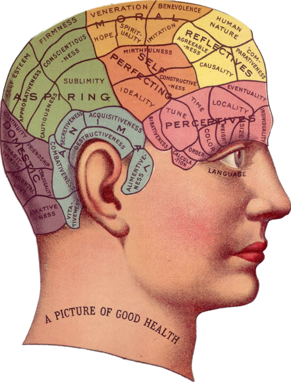 Vintage Clip Art - Phrenology Head (975x1280)