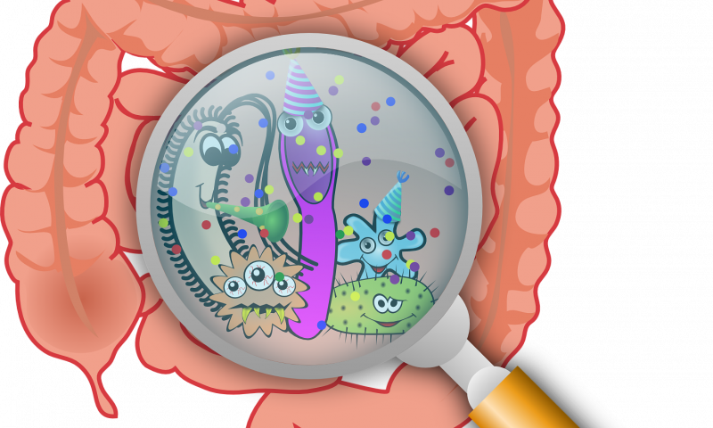Gut Microbiome Gut Bacteria (800x480)